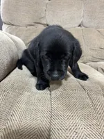 Red collar , a female Labrador Retriever for sale in Taylor, TX – 4 of 6