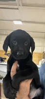 Purple collar, a female Labrador Retriever for sale in Taylor, TX – 6 of 7
