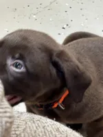 Orange collate puppy , a male Labrador Retriever for sale in Taylor, TX – 9 of 9