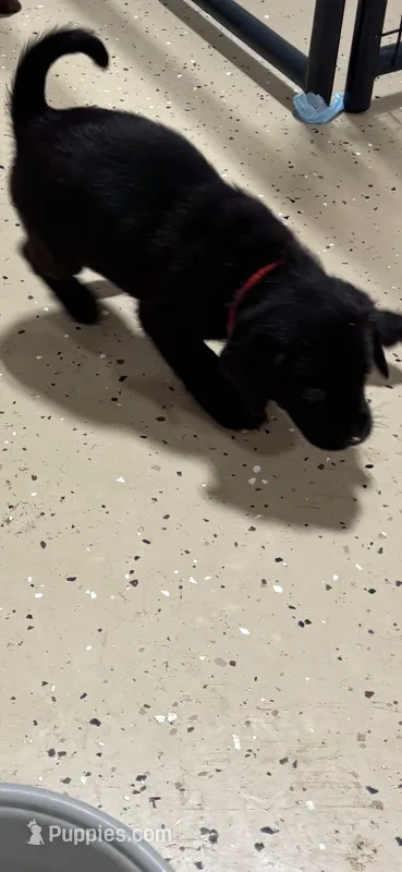 Pink collar – Labrador Retriever puppy for sale in Taylor, TX