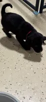Pink collar, a female Labrador Retriever for sale in Taylor, TX – 1 of 3