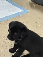Purple collar, a female Labrador Retriever for sale in Taylor, TX – 2 of 6