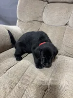 Red collar , a female Labrador Retriever for sale in Taylor, TX – 5 of 6