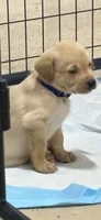 Dark blue collar, a male Labrador Retriever for sale in Taylor, TX – 2 of 5
