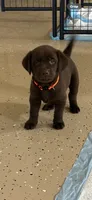 Orange collate puppy , a male Labrador Retriever for sale in Taylor, TX – 6 of 6