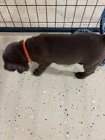 Orange collate puppy , a male Labrador Retriever for sale in Taylor, TX – 4 of 6