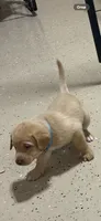 Light blue collar, a male Labrador Retriever for sale in Taylor, TX – 5 of 7