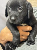 Purple collar, a female Labrador Retriever for sale in Taylor, TX – 4 of 6