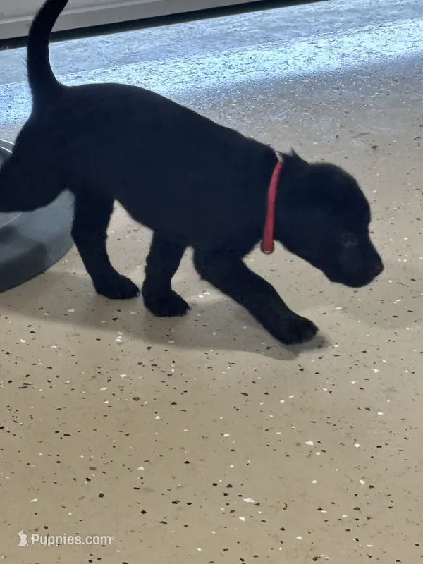 Red collar  – Labrador Retriever puppy for sale in Taylor, TX