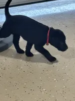 Red collar , a female Labrador Retriever for sale in Taylor, TX – 1 of 6