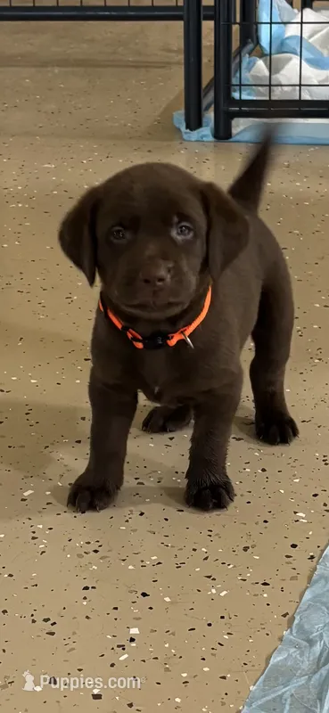 Orange collate puppy  – Labrador Retriever puppy for sale in Taylor, TX