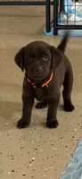 Orange collate puppy , a male Labrador Retriever for sale in Taylor, TX – 1 of 6