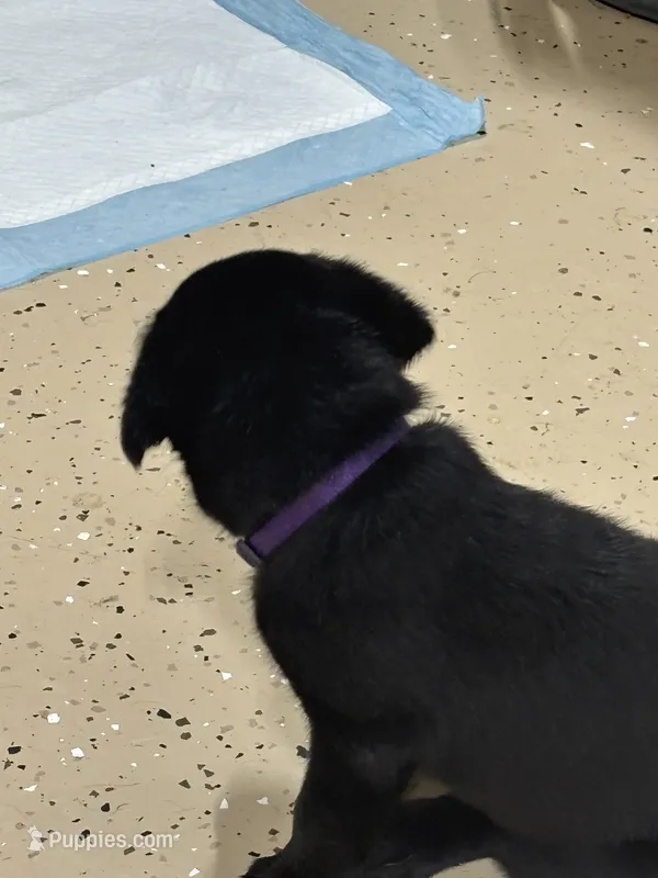 Purple collar – Labrador Retriever puppy for sale in Taylor, TX