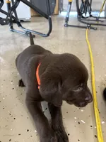 Orange color, a male Labrador Retriever for sale in Taylor, TX – 2 of 4