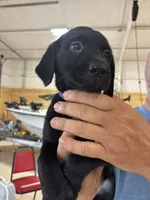 Purple collar, a female Labrador Retriever for sale in Taylor, TX – 5 of 7