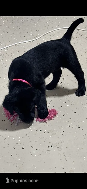 Pink collar – Labrador Retriever puppy for sale in Taylor, TX