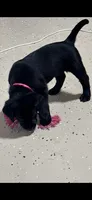 Pink collar, a female Labrador Retriever for sale in Taylor, TX – 3 of 3