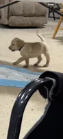 Dark blue collar, a male Labrador Retriever for sale in Taylor, TX – 5 of 6