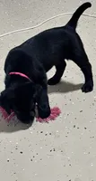 Pink collar, a female Labrador Retriever for sale in Taylor, TX – 2 of 3