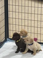 Dark blue collar, a male Labrador Retriever for sale in Taylor, TX – 3 of 5