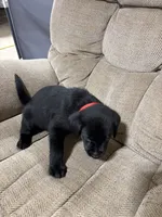 Red collar , a female Labrador Retriever for sale in Taylor, TX – 6 of 6