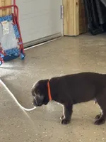 Orange collate puppy , a male Labrador Retriever for sale in Taylor, TX – 3 of 6