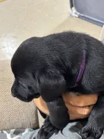 Purple collar, a female Labrador Retriever for sale in Taylor, TX – 3 of 6
