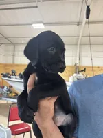 Purple collar, a female Labrador Retriever for sale in Taylor, TX – 7 of 7