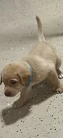 Light blue collar, a male Labrador Retriever for sale in Taylor, TX – 6 of 7