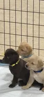 Light blue collar, a male Labrador Retriever for sale in Taylor, TX – 7 of 7