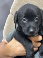 Purple collar, a female Labrador Retriever for sale in Taylor, TX – 5 of 6