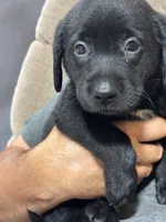 Purple collar, a female Labrador Retriever for sale in Taylor, TX – 6 of 6