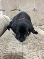 Red collar , a female Labrador Retriever for sale in Taylor, TX – 3 of 6