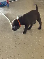Orange collate puppy , a male Labrador Retriever for sale in Taylor, TX – 2 of 6