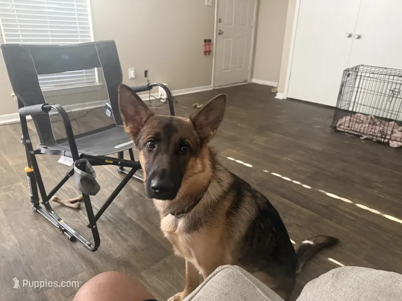 Bronco – German Shepherd Dog puppy for sale in Huntsville, AL