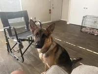 Bronco, a male German Shepherd Dog for sale in Huntsville, AL – 2 of 2