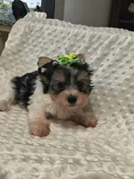 Yorkie parti, a male Yorkshire Terrier for sale in Fort Myers, FL – 4 of 4
