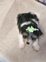 Yorkie , a male Yorkshire Terrier for sale in Fort Myers, FL – 1 of 3