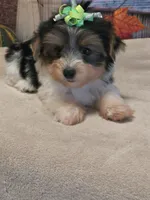 Yorkie , a male Yorkshire Terrier for sale in Fort Myers, FL – 3 of 3