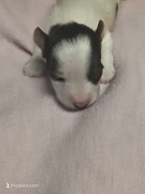 Yorkie female  – Yorkshire Terrier puppy for sale in Fort Myers, FL