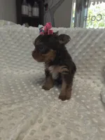 Tcup Yorkie , a female Yorkshire Terrier for sale in Fort Myers, FL – 3 of 4