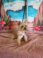 Tcup Yorkie , a female Yorkshire Terrier for sale in Fort Myers, FL – 4 of 4