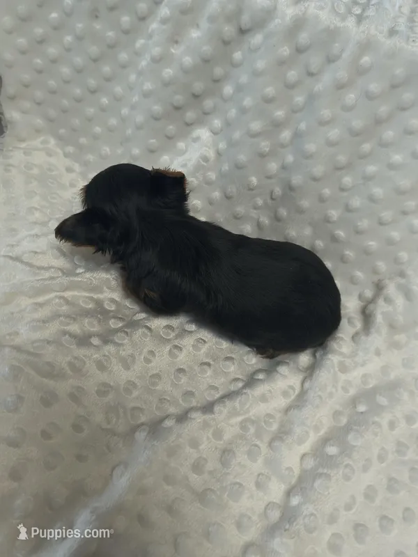 Tcup Yorkie  – Yorkshire Terrier puppy for sale in Fort Myers, FL