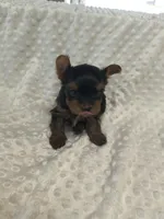 Tcup Yorkie , a female Yorkshire Terrier for sale in Fort Myers, FL – 2 of 4