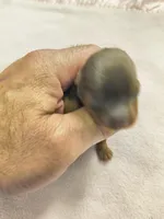 Tcup chocolate Yorkie , a female Yorkshire Terrier for sale in Fort Myers, FL – Photo 2 of 2