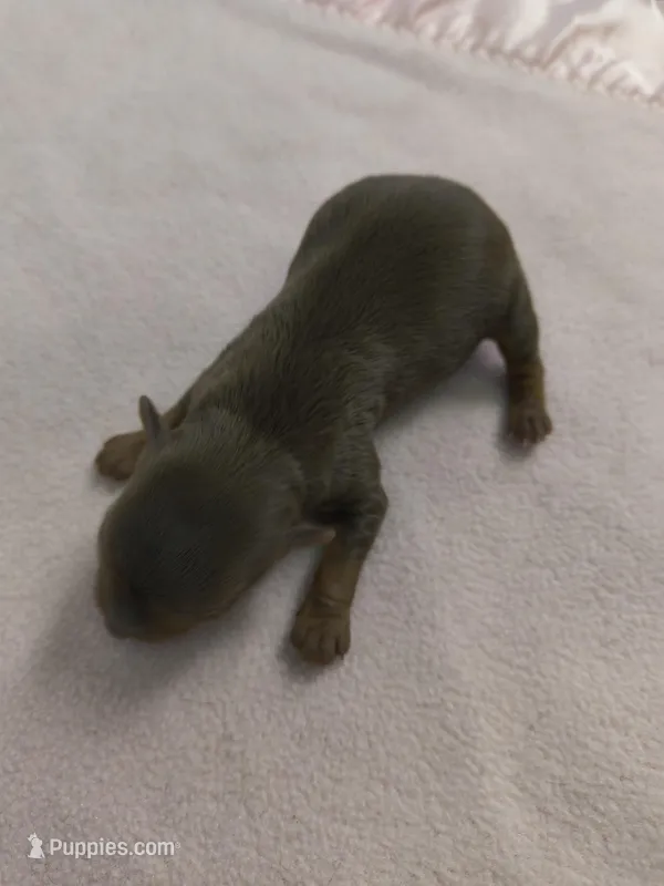 Tcup chocolate Yorkie  – Yorkshire Terrier puppy for sale in Fort Myers, FL