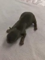 Tcup chocolate Yorkie , a female Yorkshire Terrier for sale in Fort Myers, FL – Photo 1 of 2