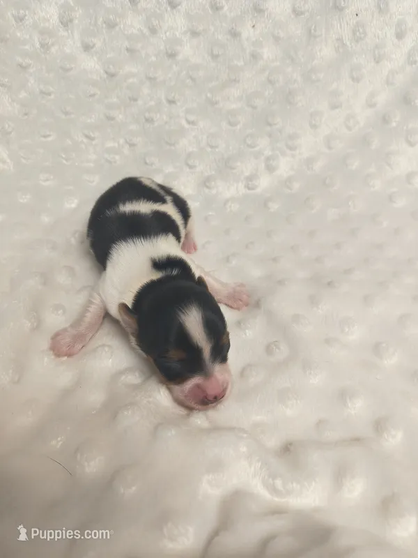 Yorkie parti – Yorkshire Terrier puppy for sale in Fort Myers, FL