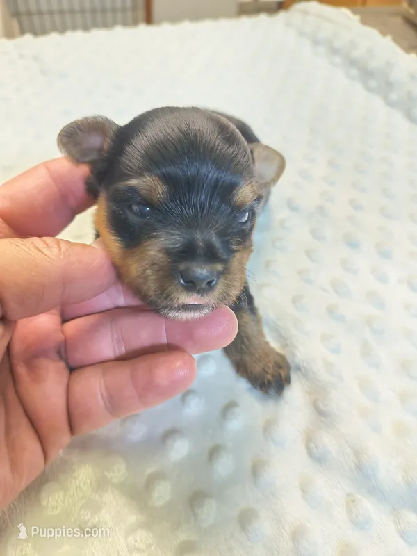 Yorkie black and tan  – Yorkshire Terrier puppy for sale in Fort Myers, FL