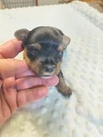 Yorkie black and tan , a male Yorkshire Terrier for sale in Fort Myers, FL – 1 of 3